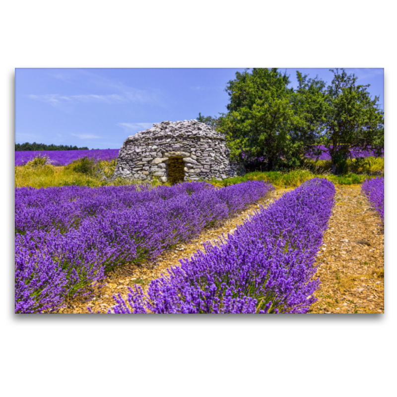 Lavendefeld mit Steinhütte