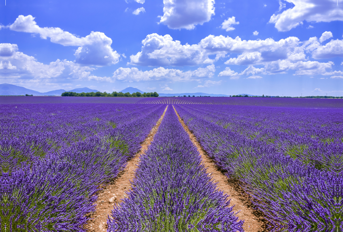 Blühender Lavendel bei Valensole