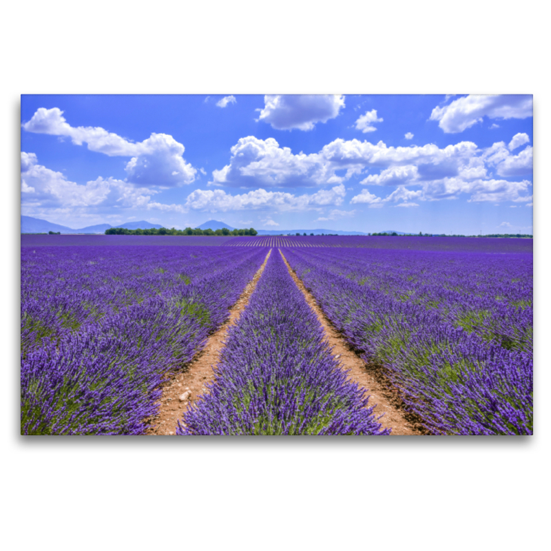 Blühender Lavendel bei Valensole