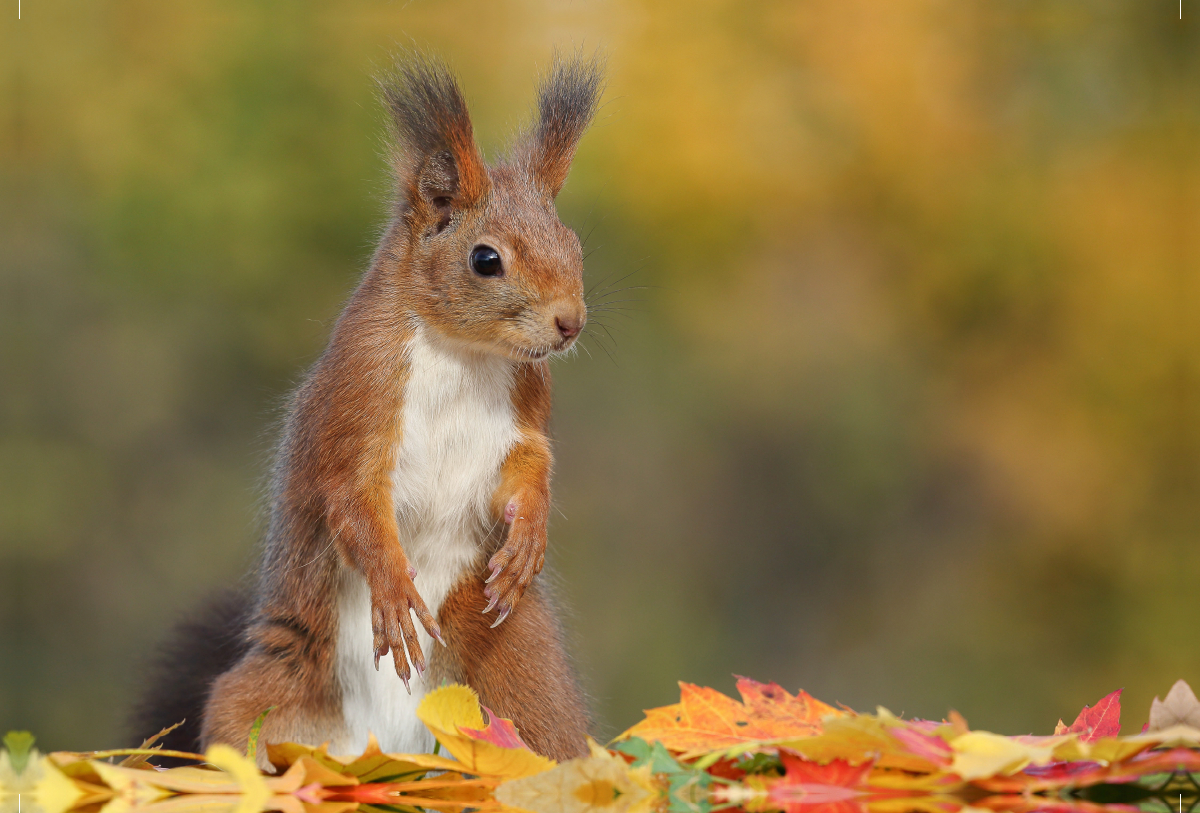 Eichhörnchen Luna im Herbst