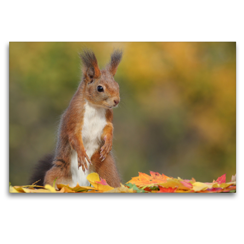 Eichhörnchen Luna im Herbst