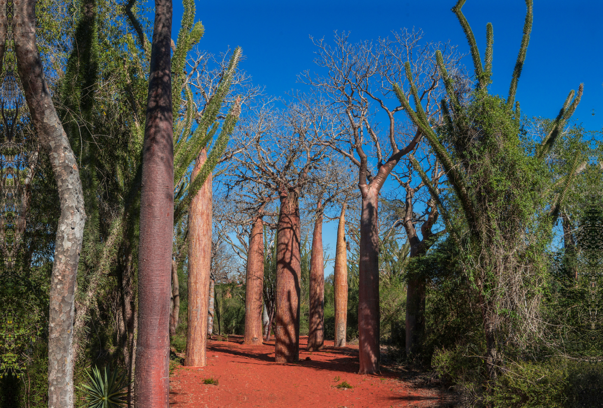 Baobab (Adansonia rubrostipa) im Dornenwald bei Ifaty