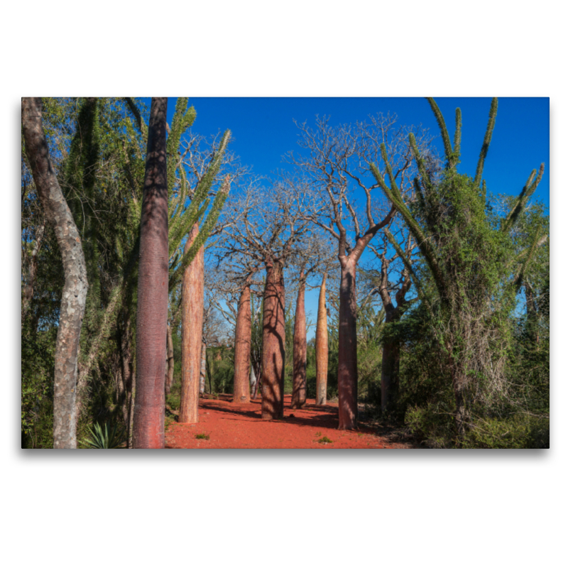 Baobab (Adansonia rubrostipa) im Dornenwald bei Ifaty