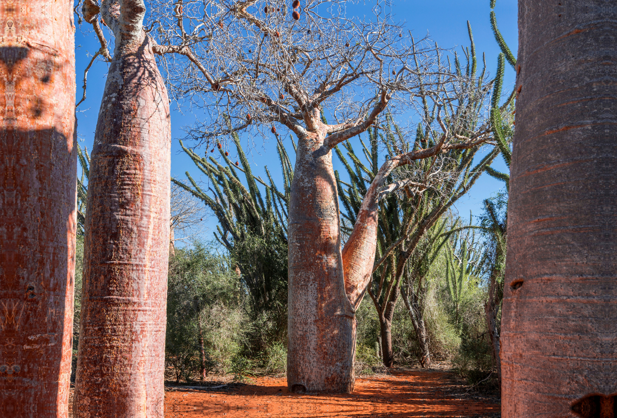 'Coffee Pot' Baobab (Adansonia rubrostipa) bei Ifaty