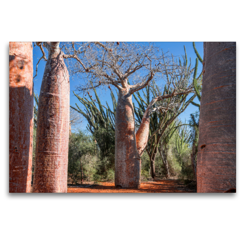 'Coffee Pot' Baobab (Adansonia rubrostipa) bei Ifaty