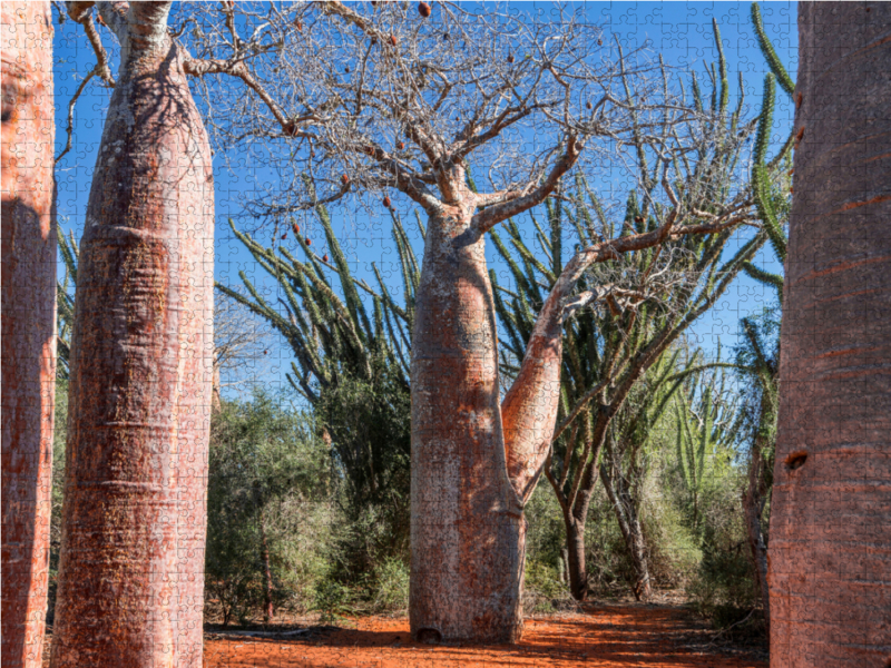 'Coffee Pot' Baobab (Adansonia rubrostipa) bei Ifaty