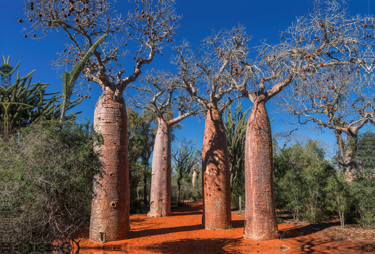 Baobab (Adansonia rubrostipa) im Dornenwald bei Ifaty