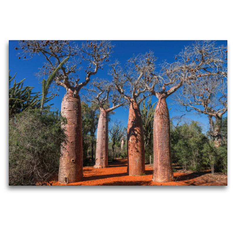 Baobab (Adansonia rubrostipa) im Dornenwald bei Ifaty