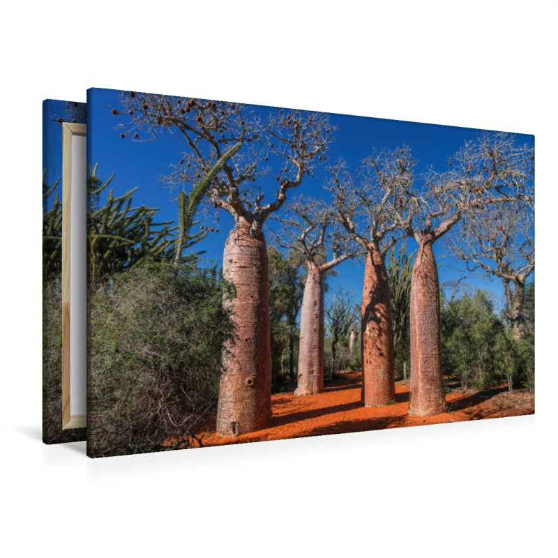 Baobab (Adansonia rubrostipa) im Dornenwald bei Ifaty