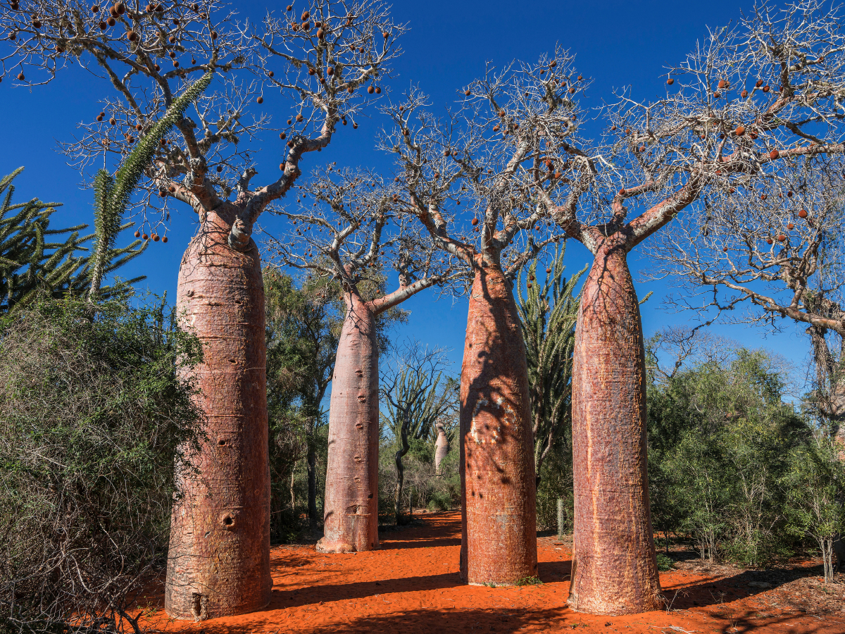 Baobab (Adansonia rubrostipa) im Dornenwald bei Ifaty