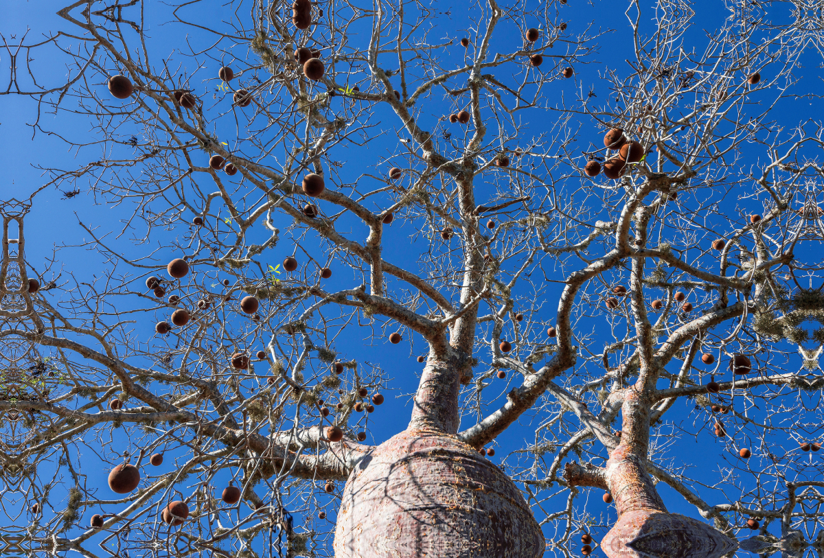 Früchte des Baobab (Adansonia rubrostipa)