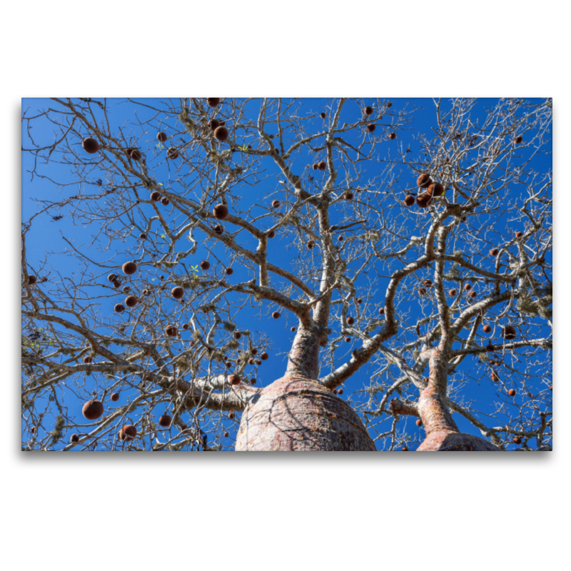 Früchte des Baobab (Adansonia rubrostipa)