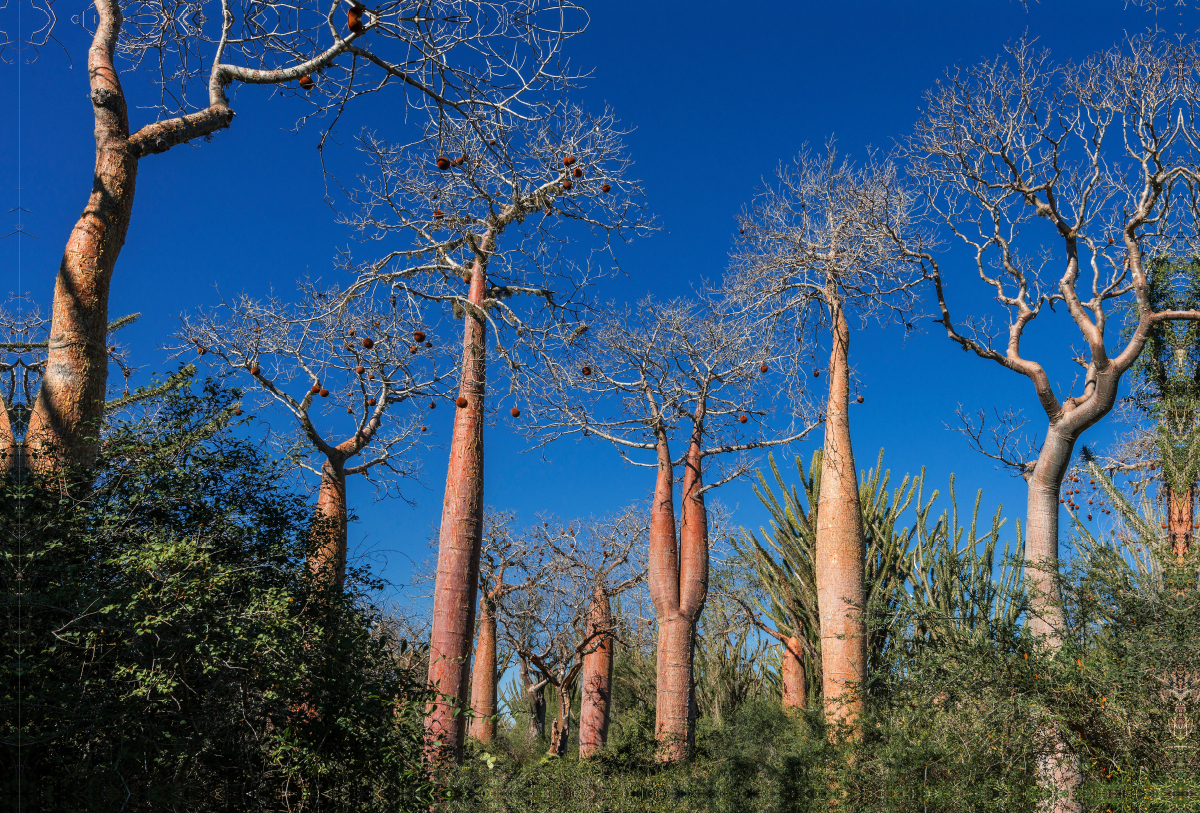 Zwillings-Baobab (Adansonia rubrostipa) im Dornenwald