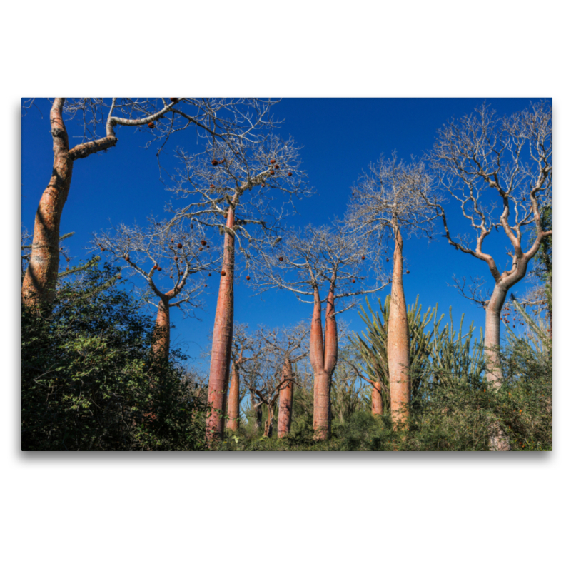 Zwillings-Baobab (Adansonia rubrostipa) im Dornenwald