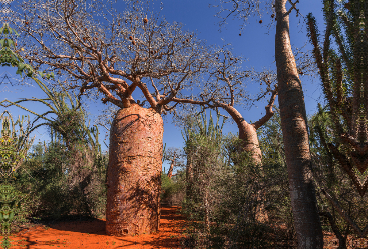 'Bottle' Baobab (Adansonia rubrostipa) bei Ifaty