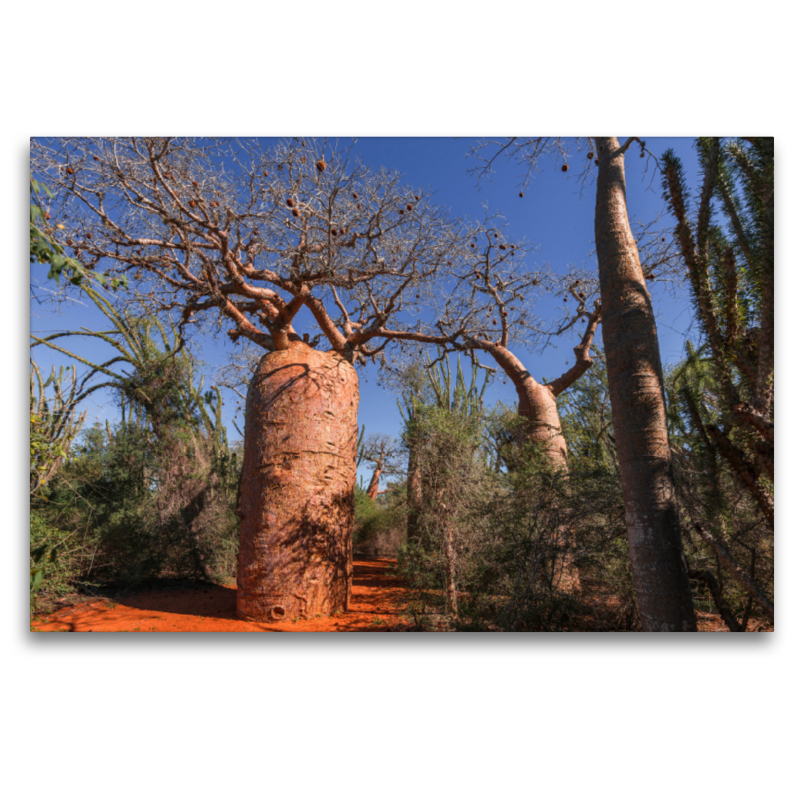 'Bottle' Baobab (Adansonia rubrostipa) bei Ifaty