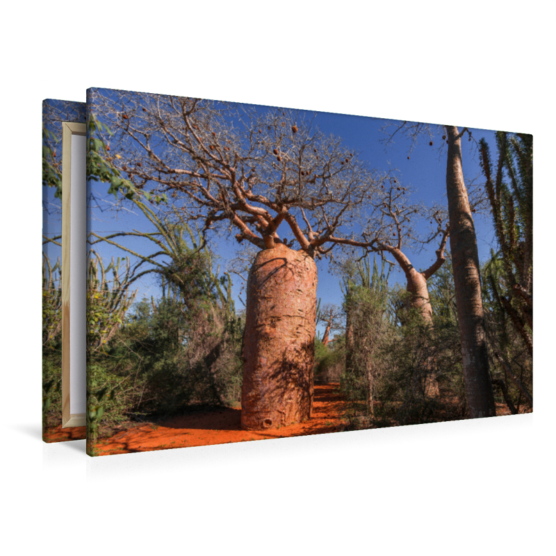 'Bottle' Baobab (Adansonia rubrostipa) bei Ifaty