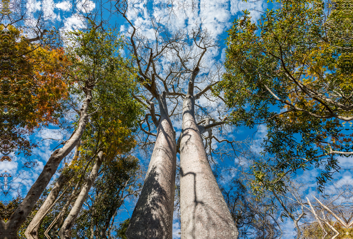 Zwillings-Baobab (Adansonia grandidieri) im Trockenwald