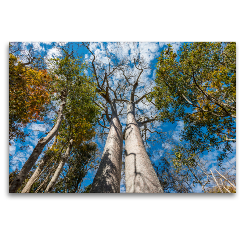 Zwillings-Baobab (Adansonia grandidieri) im Trockenwald