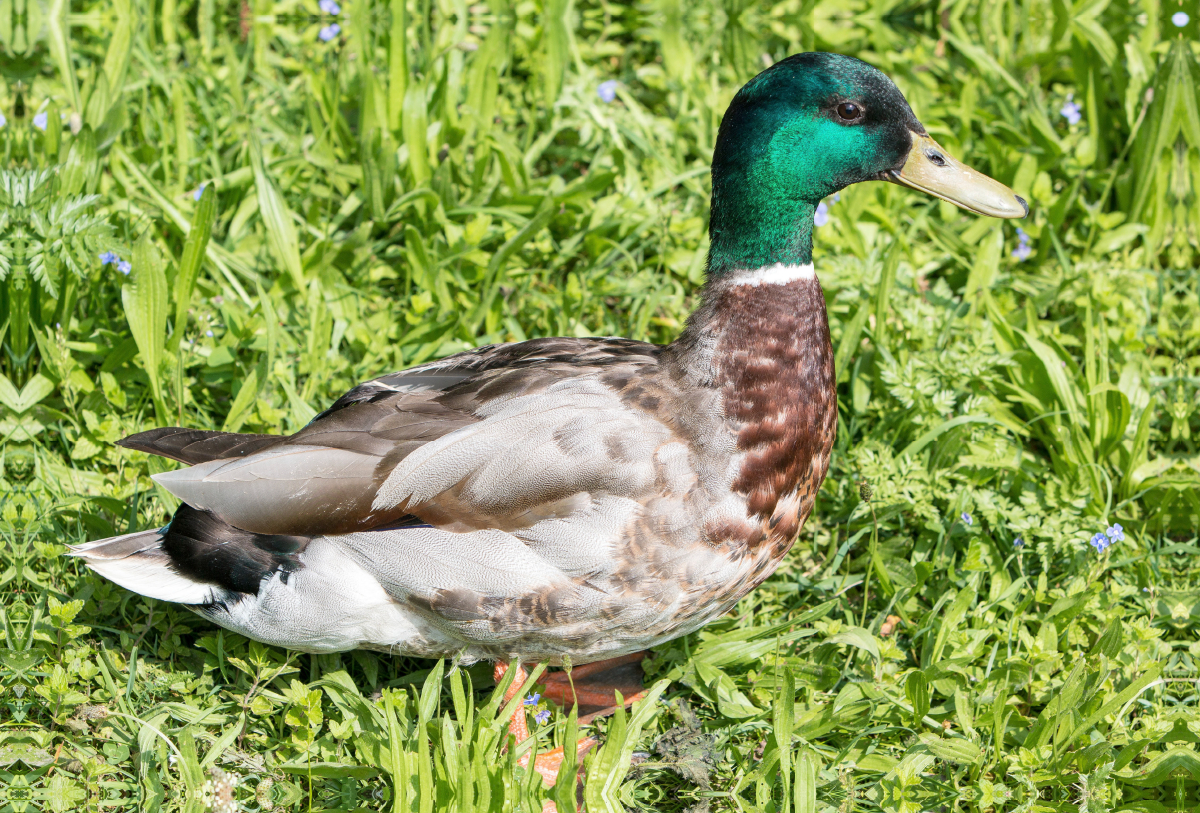 Stockente (Anas platyrhynchos) männlich