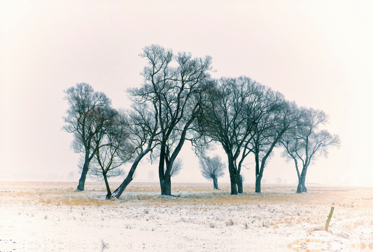 Bäume im Winternebel, Sachsen-Anhalt