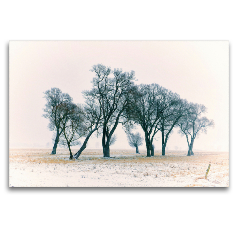 Bäume im Winternebel, Sachsen-Anhalt