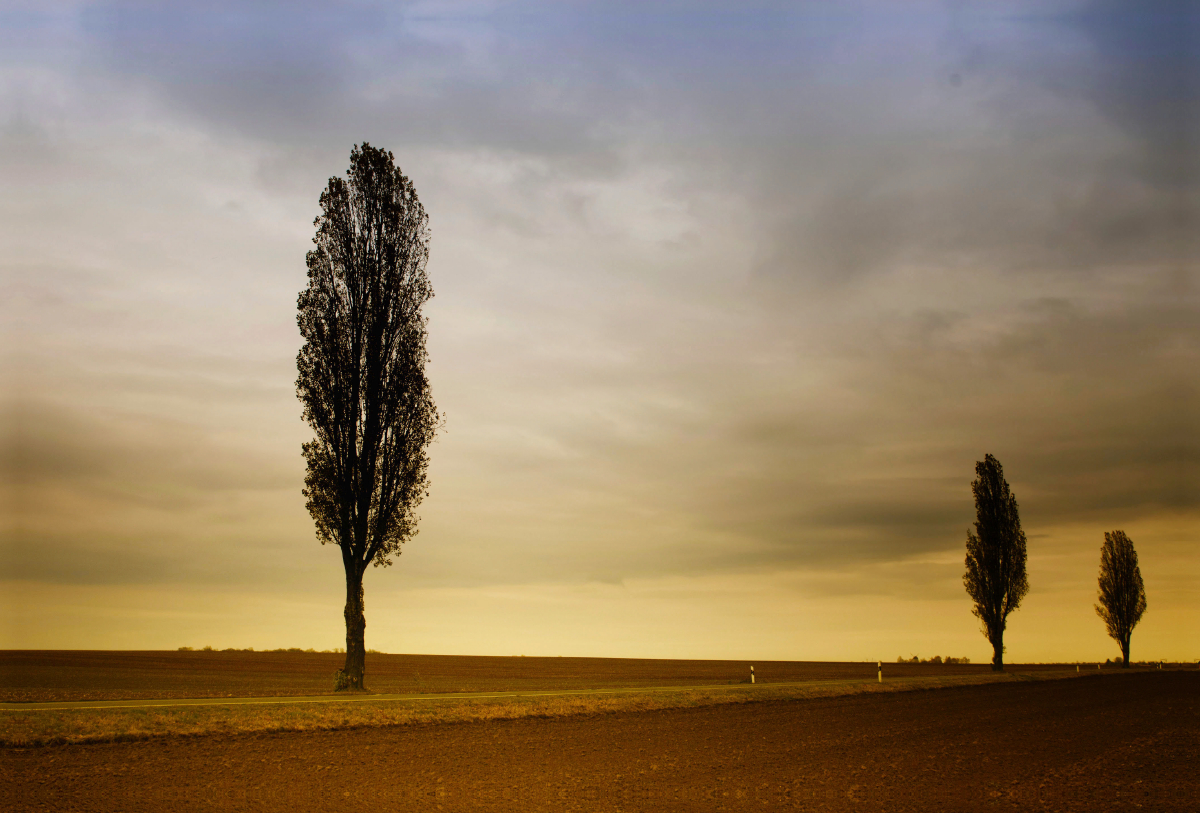 Pappelallee im Abendlicht, Sachsen-Anhalt