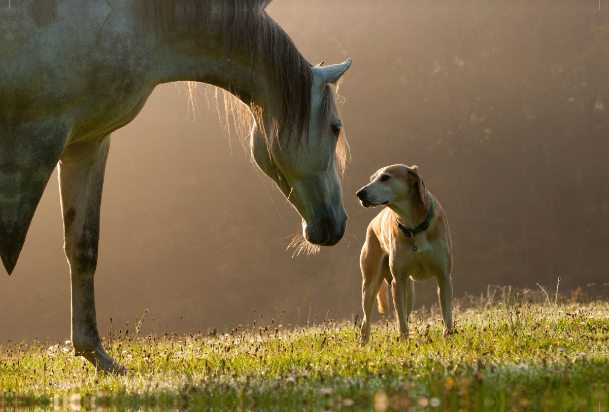 Pferd und Hund im September Nebel