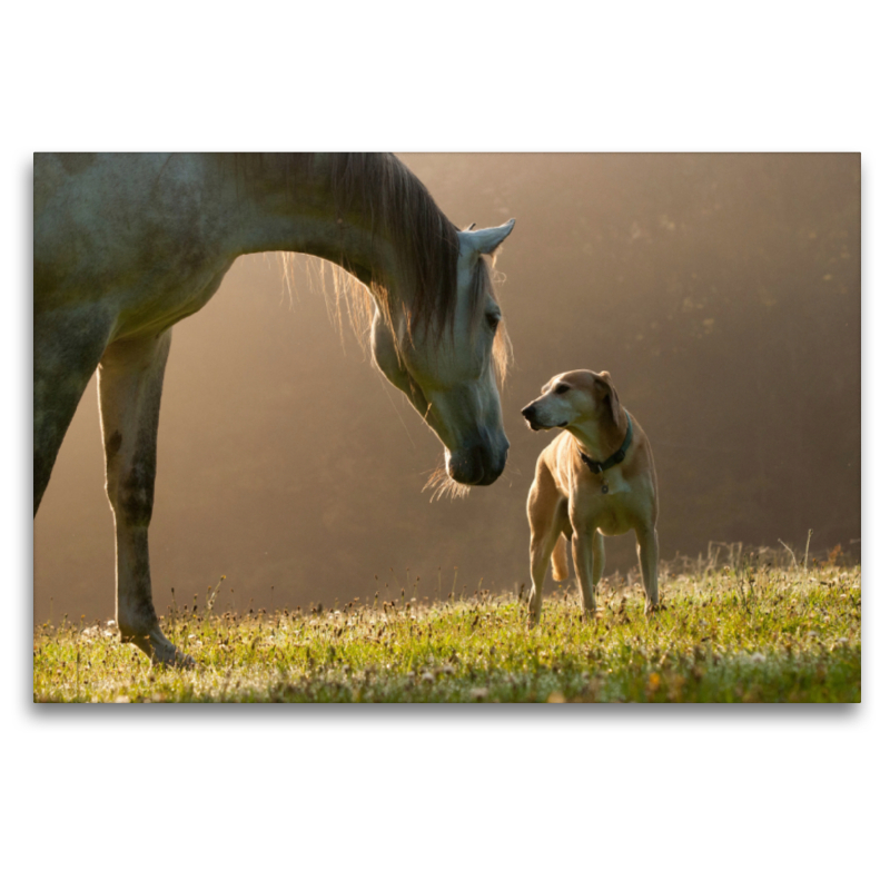 Pferd und Hund im September Nebel