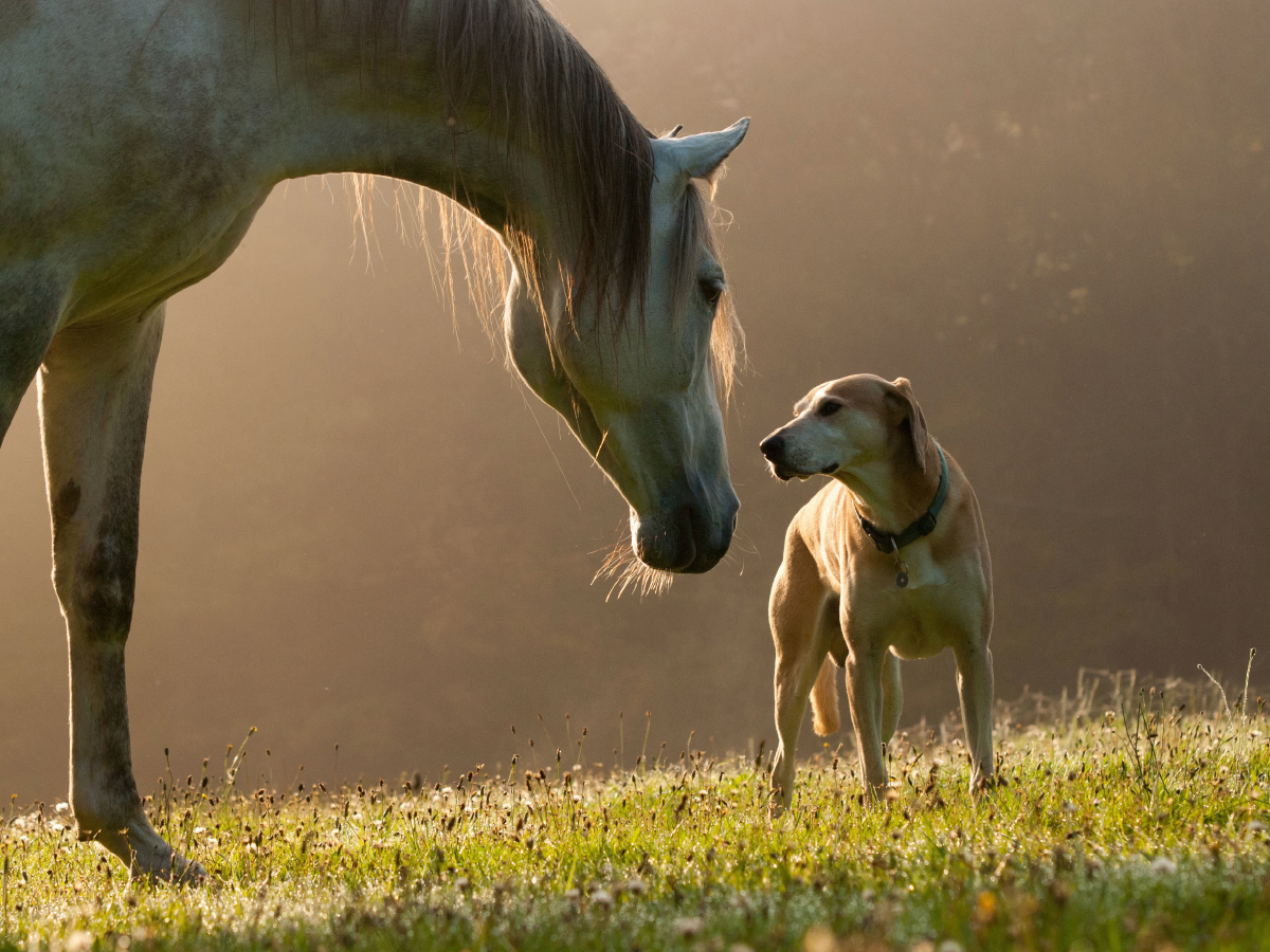 Pferd und Hund im September Nebel