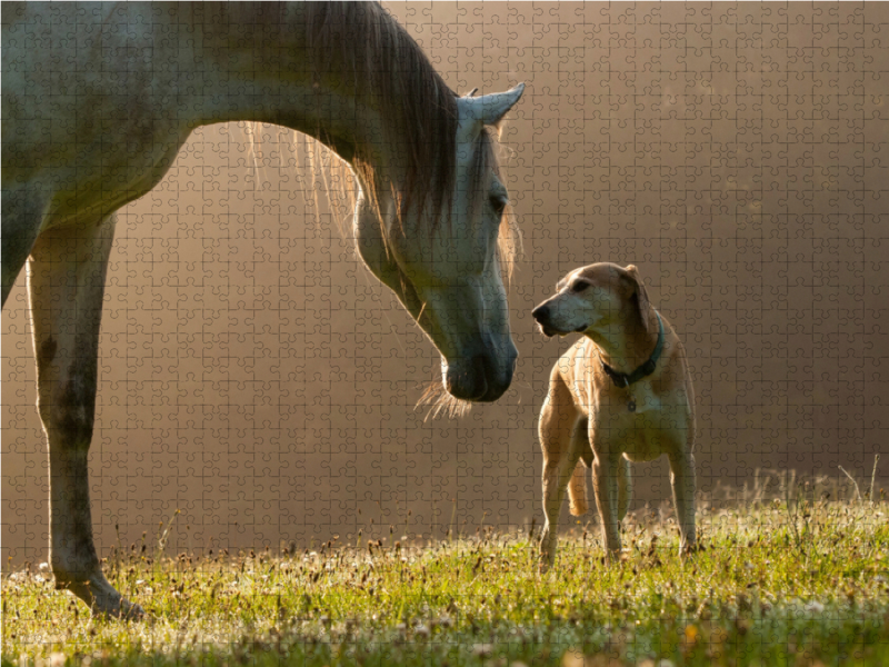 Pferd und Hund im September Nebel