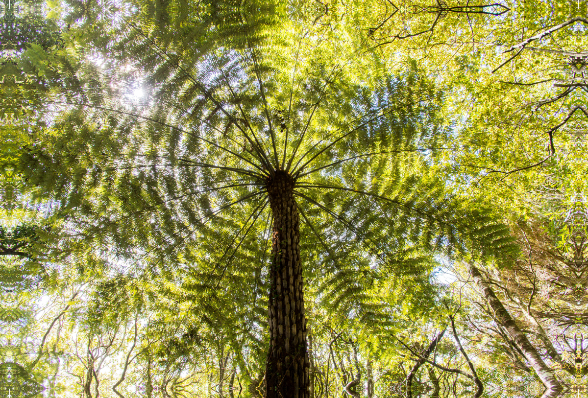 Farndach, Neuseeland, Trounson Kauri Park