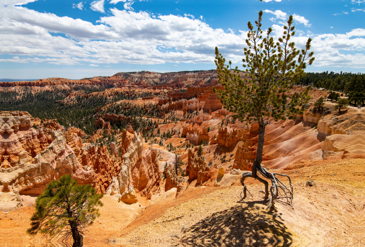 Luftbaum, USA, Bryce Canyon