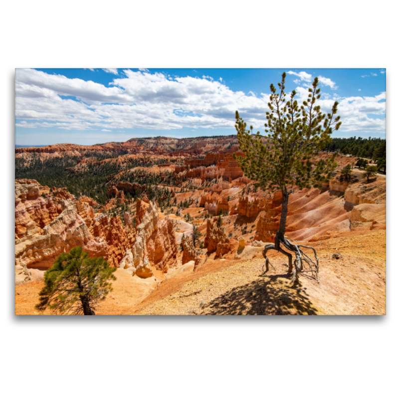 Luftbaum, USA, Bryce Canyon