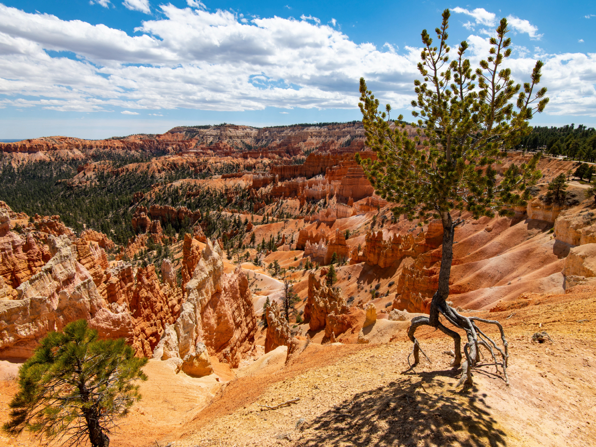 Luftbaum, USA, Bryce Canyon