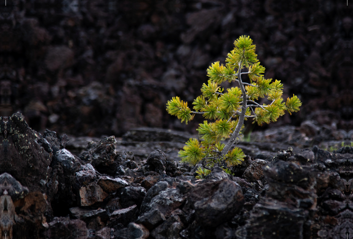 Leben findet einen Weg,USA, Craters of the Moon