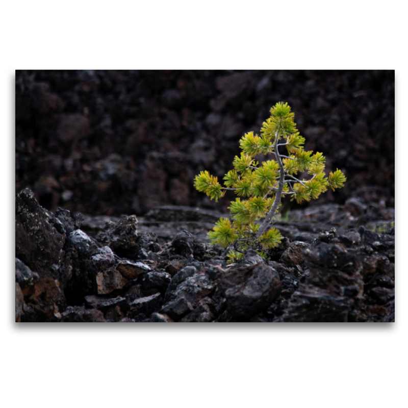 Leben findet einen Weg,USA, Craters of the Moon