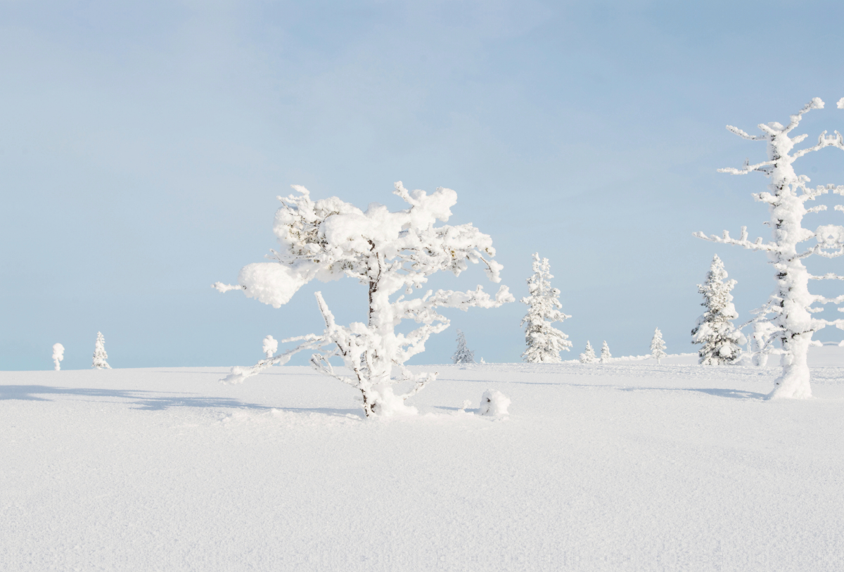 Baumskulptur, Finnland, Saariselkä