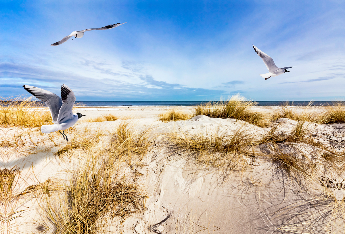 Möwen am Strand von Prerow