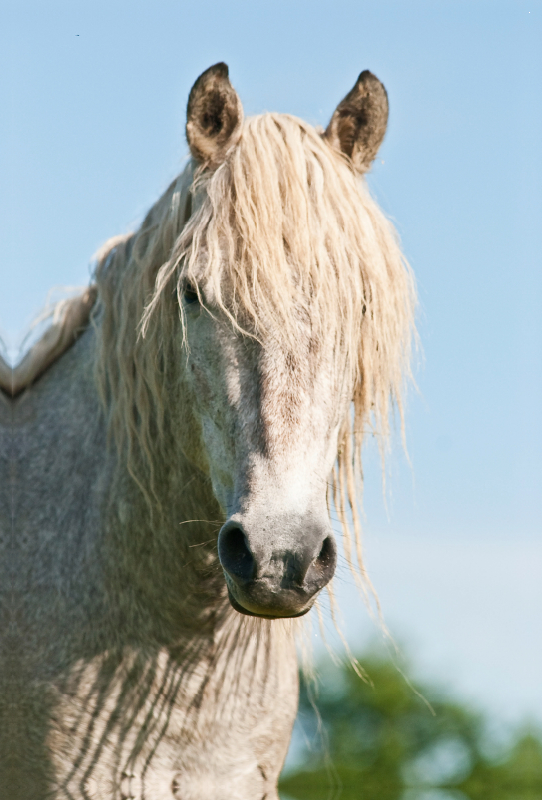 Camargue Pferd