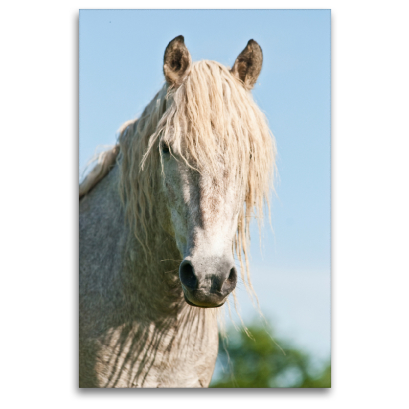 Camargue Pferd