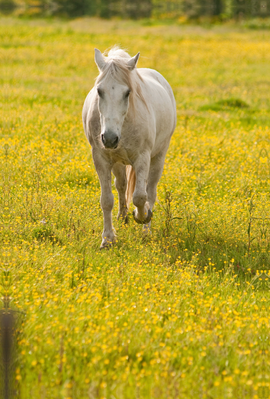 Camargue Pferd