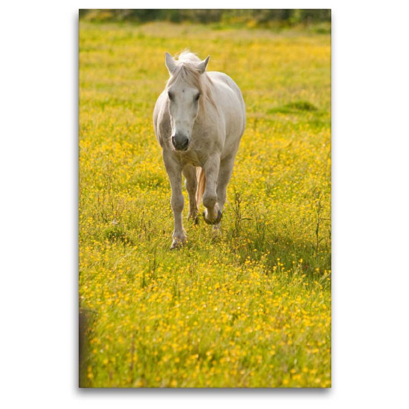 Camargue Pferd