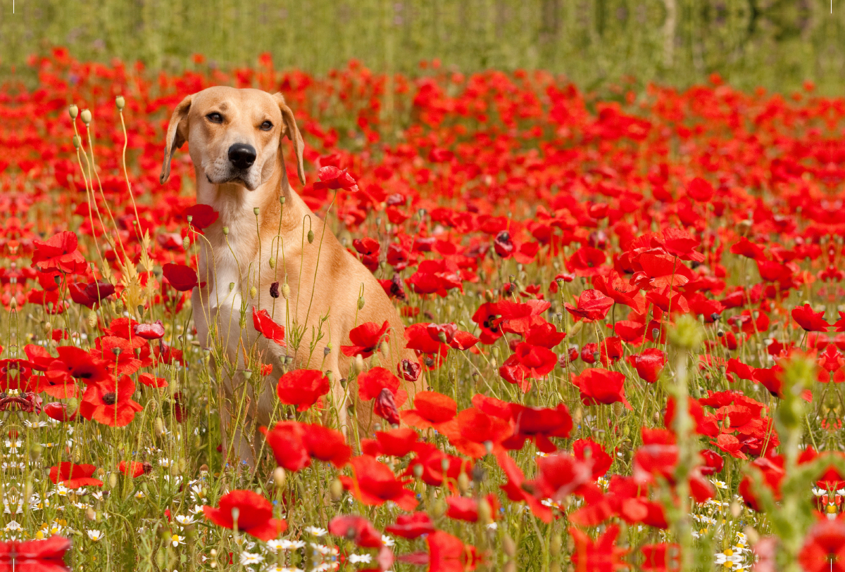 Hund mit rot - Azawakh - Ridgeback