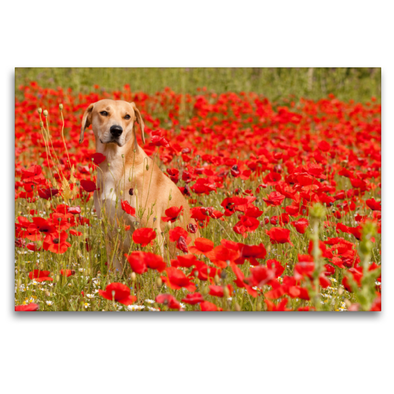 Hund mit rot - Azawakh - Ridgeback