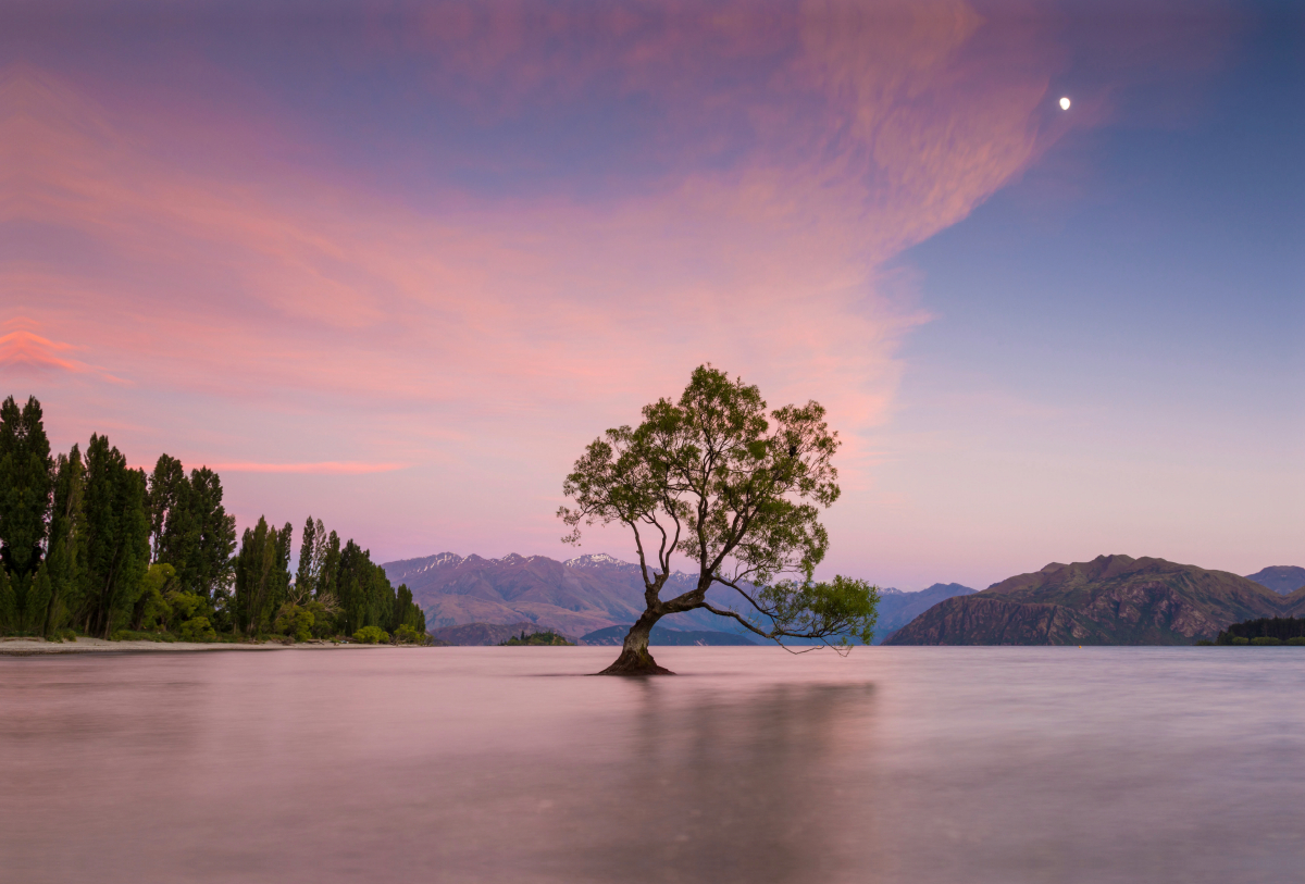 Wanaka Tree