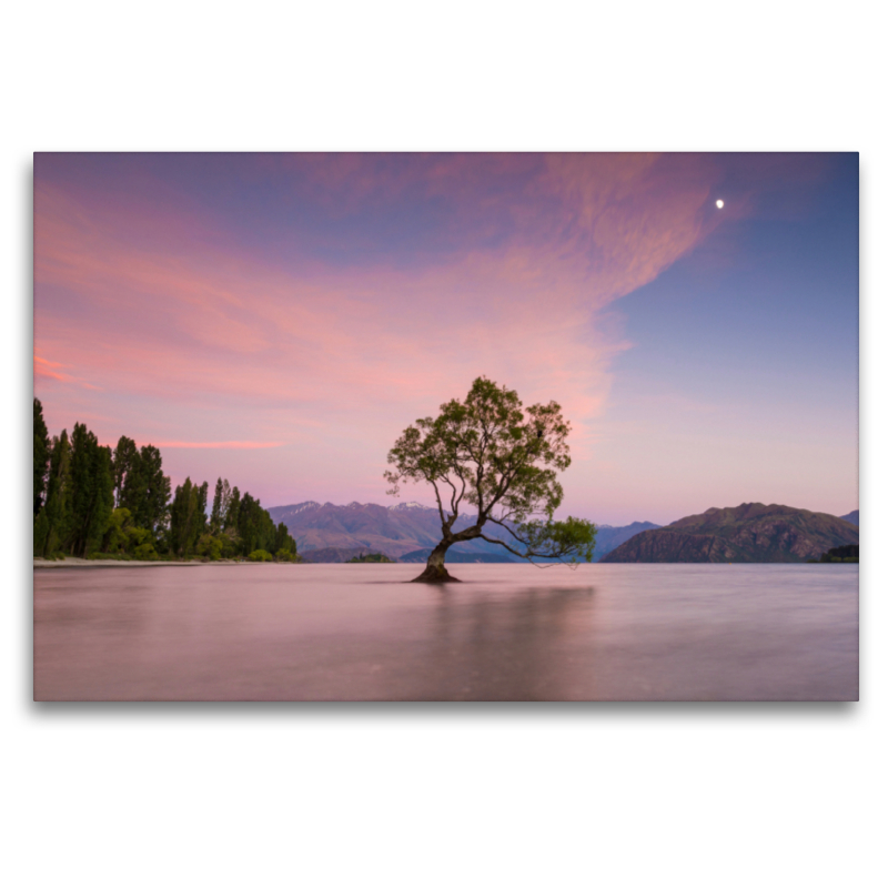 Wanaka Tree