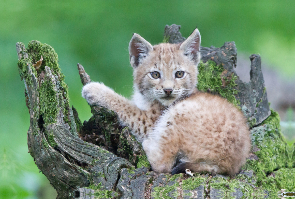 Luchs