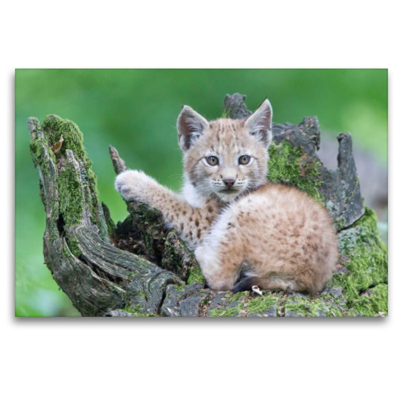 Luchs