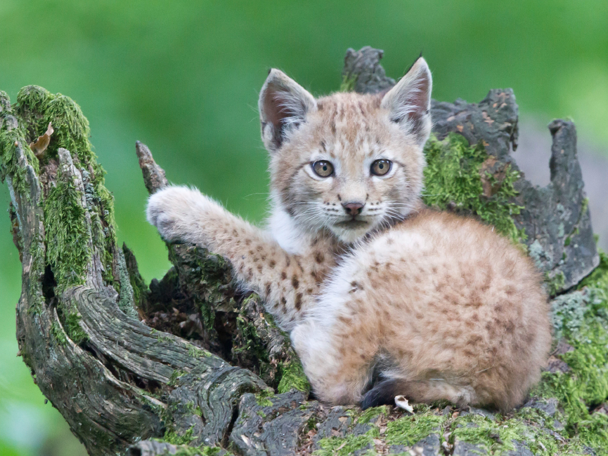 Luchs